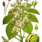 Why take horse chestnut supplements?