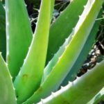 Stimulate Your Hair Growth By Using Aloe Vera Gel