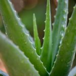 Aloe Vera Benefits – Skin Care, Hair Care, Weight Loss