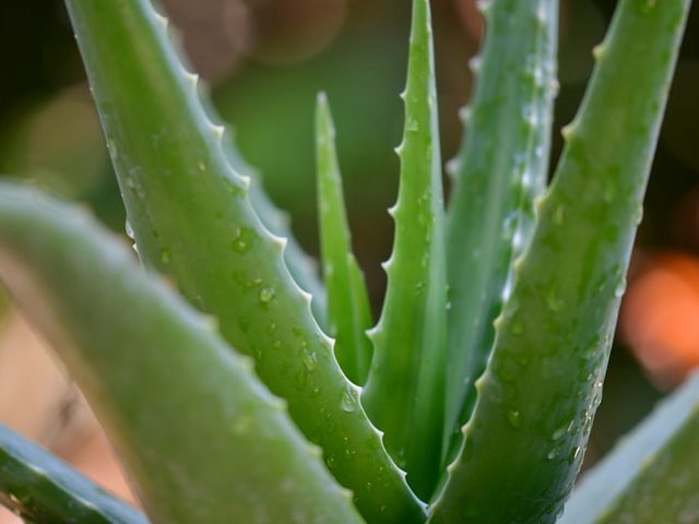 Aloe Vera Benefits – Skin Care, Hair Care, Weight Loss